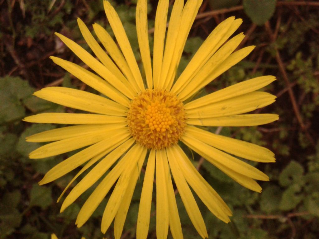 Doronicum columnae